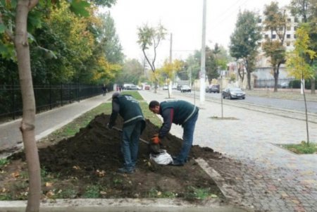 В Одессе продолжается массовое озеленение парков и скверов (фото)