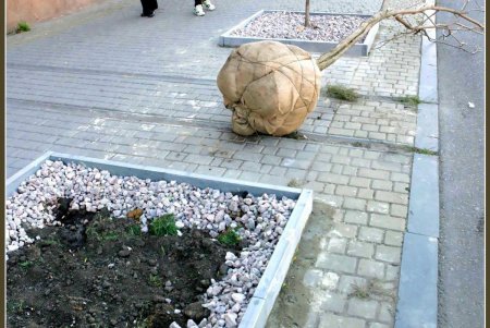 На Тираспольской улице зазеленеют индейские деревья счастья (фоторепортаж)