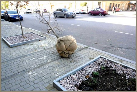 На Тираспольской улице зазеленеют индейские деревья счастья (фоторепортаж)