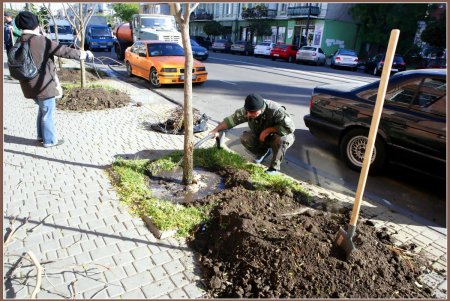 На Тираспольской улице зазеленеют индейские деревья счастья (фоторепортаж)
