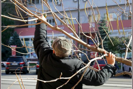 На Тираспольской улице зазеленеют индейские деревья счастья (фоторепортаж)
