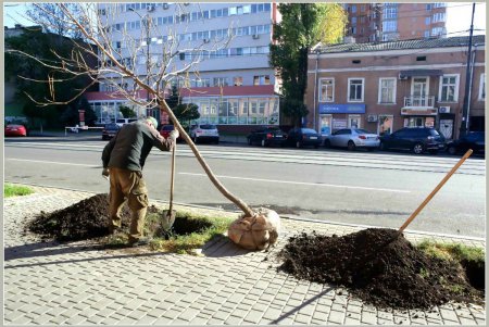 На Тираспольской улице зазеленеют индейские деревья счастья (фоторепортаж)