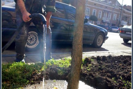 На Тираспольской улице зазеленеют индейские деревья счастья (фоторепортаж)