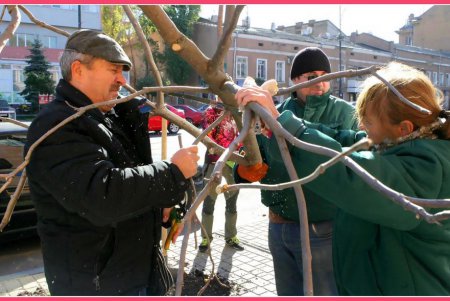 На Тираспольской улице зазеленеют индейские деревья счастья (фоторепортаж)