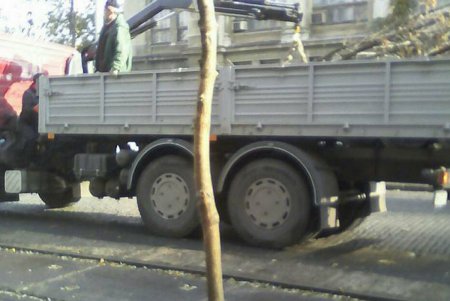 Французский бульвар украсили золотистые деревья (фоторепортаж)