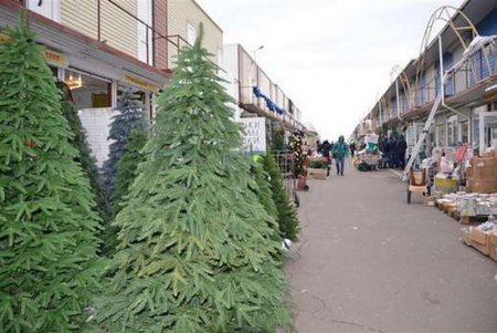 На рынке «7 километр» уже продают елки к Новому году (фото)