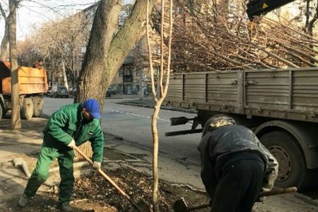 Весной в исторической части Одессы расцветут новые зеленые «островки» (фото)