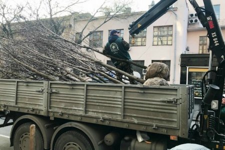 Весной в исторической части Одессы расцветут новые зеленые «островки» (фото)