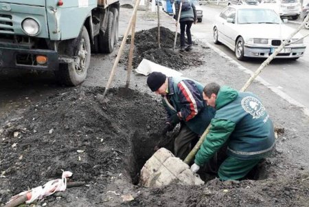 В Стамбульском парке весной расцветут туи, а на улице Болгарской — ясени (фото)