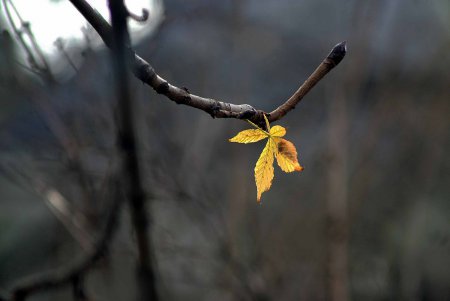 До Нового года осталось-то…(фоторепортаж)