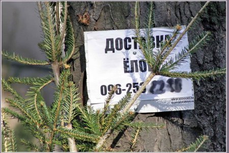 Хвойный лес в центре Одессы (фоторепортаж) 
