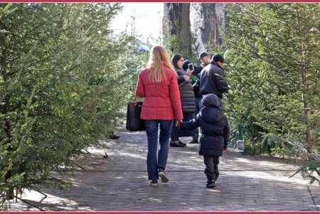 Хвойный лес в центре Одессы (фоторепортаж) 
