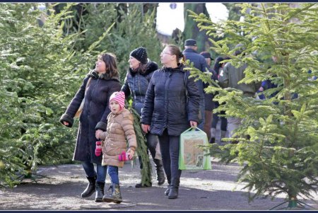 Хвойный лес в центре Одессы (фоторепортаж) 