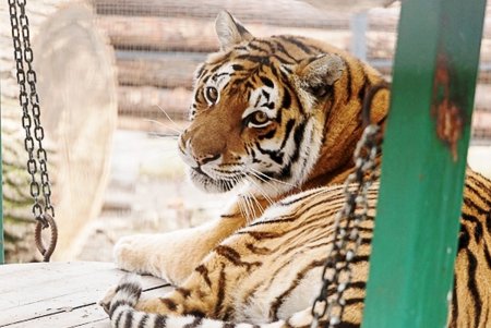 Косолапым одесситам кардинально решили «квартирный вопрос» (фото)