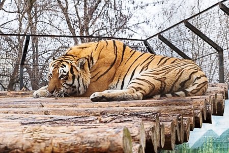 Косолапым одесситам кардинально решили «квартирный вопрос» (фото)
