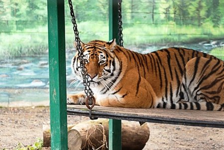 Косолапым одесситам кардинально решили «квартирный вопрос» (фото)