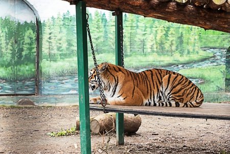 Косолапым одесситам кардинально решили «квартирный вопрос» (фото)