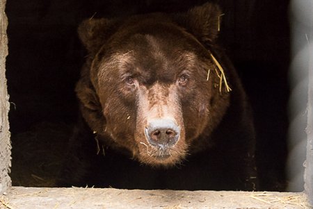 Косолапым одесситам кардинально решили «квартирный вопрос» (фото)