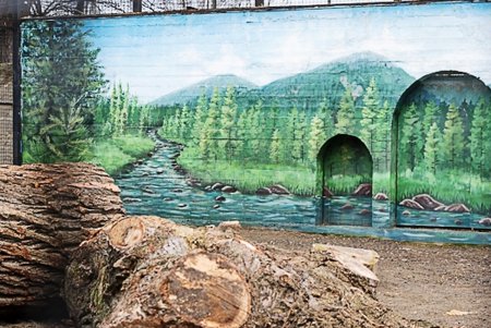 Косолапым одесситам кардинально решили «квартирный вопрос» (фото)