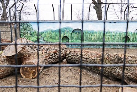 Косолапым одесситам кардинально решили «квартирный вопрос» (фото)