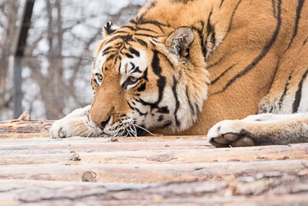 Косолапым одесситам кардинально решили «квартирный вопрос» (фото)