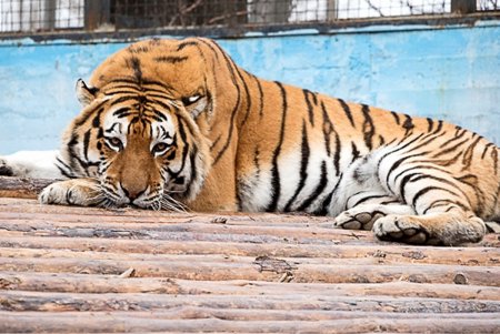 Косолапым одесситам кардинально решили «квартирный вопрос» (фото)