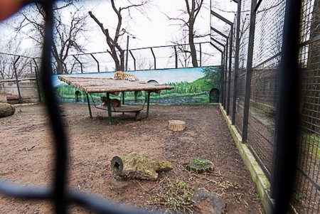 Косолапым одесситам кардинально решили «квартирный вопрос» (фото)