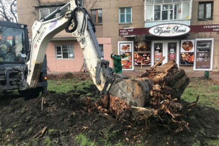 Одесские озеленители к весне делают убранство города ярким и многообразным (фото)
