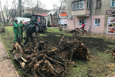 Одесские озеленители к весне делают убранство города ярким и многообразным (фото)