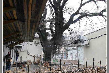 «Черная ночь»: вековые тайны под зеленой кроной (фоторепортаж)