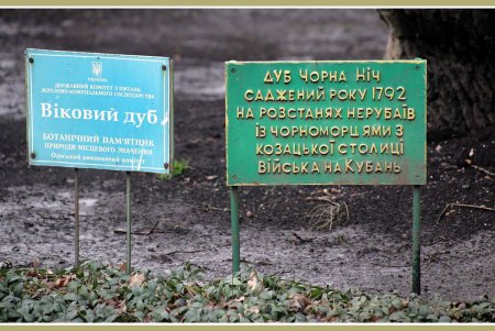 «Черная ночь»: вековые тайны под зеленой кроной (фоторепортаж)
