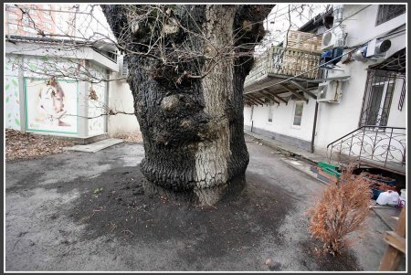 «Черная ночь»: вековые тайны под зеленой кроной (фоторепортаж)