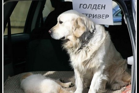 Монолог живого товара (фоторепортаж)
