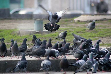 Старобазарный сквер прирастет сотками (фоторепортаж)