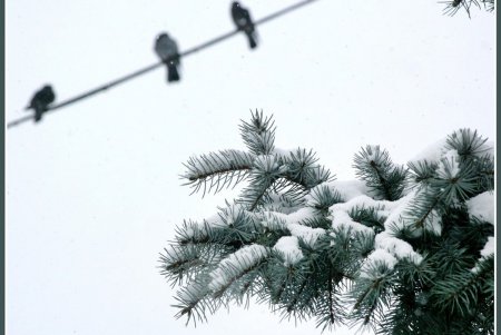 Снег как экзотика нынешней одесской зимы (фоторепортаж)
