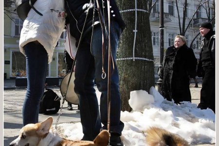 Только от жизни собачей собака бывает бродячей (фоторепортаж)