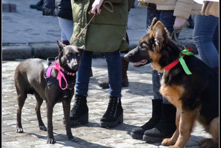 Только от жизни собачей собака бывает бродячей (фоторепортаж)