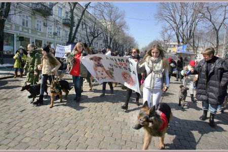 Только от жизни собачей собака бывает бродячей (фоторепортаж)