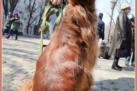 Только от жизни собачей собака бывает бродячей (фоторепортаж)