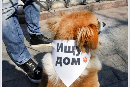 Только от жизни собачей собака бывает бродячей (фоторепортаж)