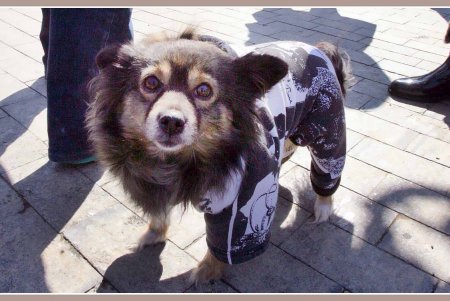 Только от жизни собачей собака бывает бродячей (фоторепортаж)