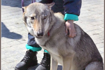 Только от жизни собачей собака бывает бродячей (фоторепортаж)