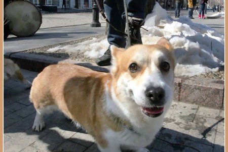 Только от жизни собачей собака бывает бродячей (фоторепортаж)
