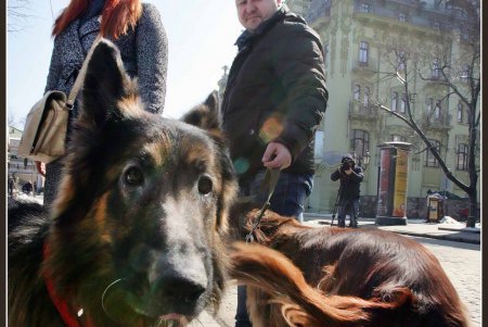 Только от жизни собачей собака бывает бродячей (фоторепортаж)
