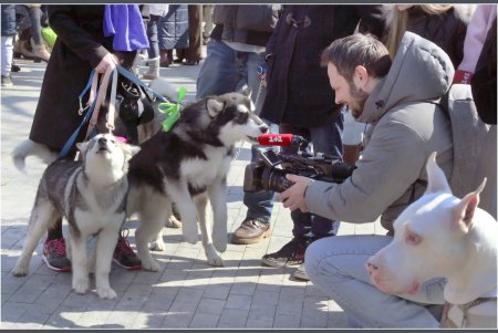 Только от жизни собачей собака бывает бродячей (фоторепортаж)