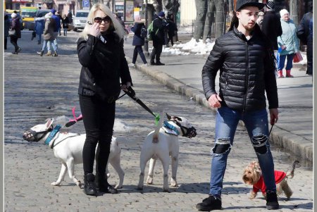 Только от жизни собачей собака бывает бродячей (фоторепортаж)