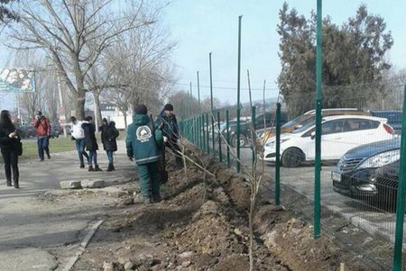 Одесса массово озеленяется