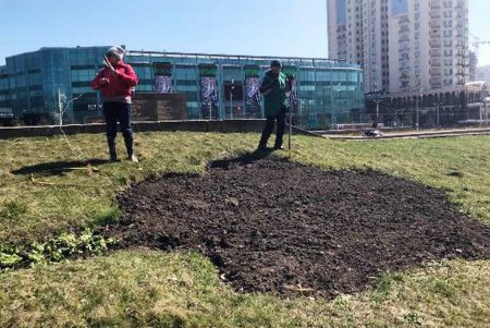 Клумбу возле стелы «Крылья Победы» украсили десятки тысяч весенних цветов (фото)