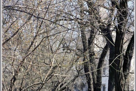 Бульвар имени живого одесского классика переживет благоустройство (фоторепортаж)