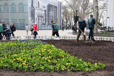 Главные площади Одессы украсят виолы и маргаритки (фото)